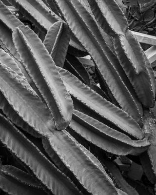 Cacti