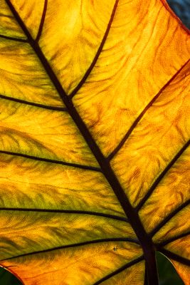 Backlit Leaf