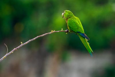 Jamaican Olive Throated Parakeet (Aratinga nana)