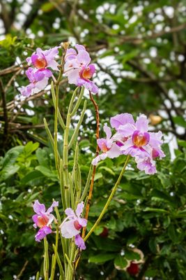 Orchid