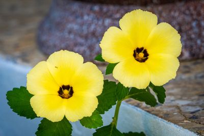 Ramgoat Dashalong (Turnera ulmifolia)