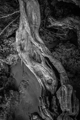 Root I