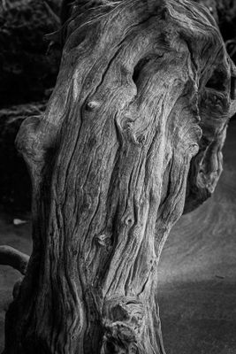 Root II