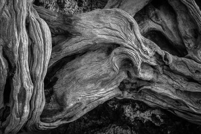 Root III