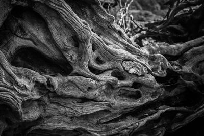 Root IV