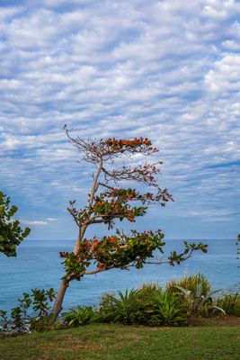 Sea Almond Tree