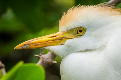 Cattle Egret