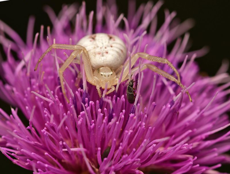 Crab spider on musk thistle