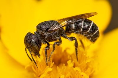 Armored-resin bee
