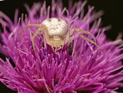 Crab spider on musk thistle