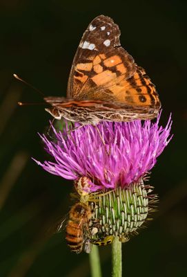 Busy thistle