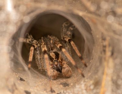 Grass spider in it's hiding place