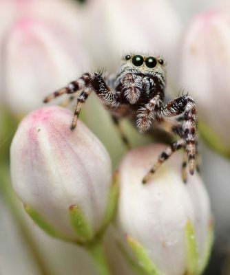 Jumping spider on milkweed bud