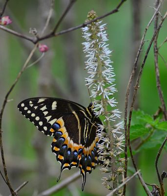 Gallery: Just butterflies