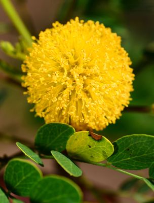 Goldenball lead tree