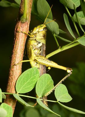DSC_8623.jpg
