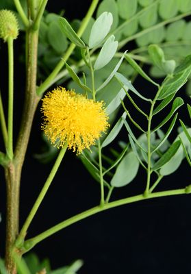 Goldenball lead tree