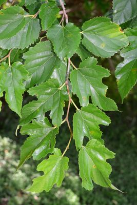 Red Mulberry