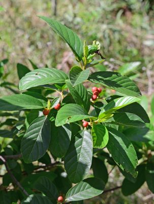 Carolina Buckthorn