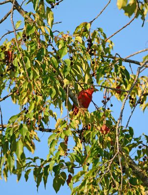 Escarpment Cherry