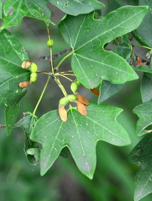 Bigtooth Maple