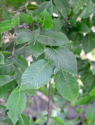 American Elm