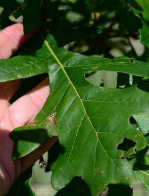 Burr Oak