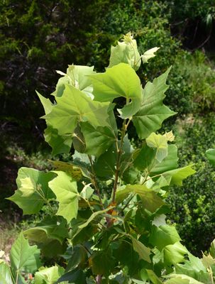 Mexican Sycamore