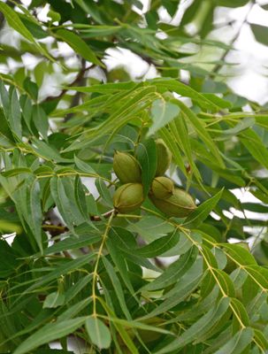 Pecan