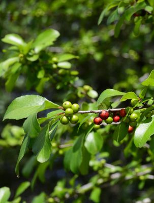 Possumhaw