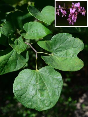 Redbud