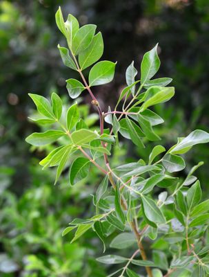 Evergreen Sumac