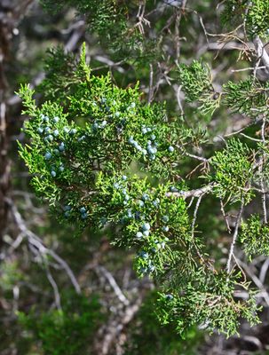 Ashe Juniper