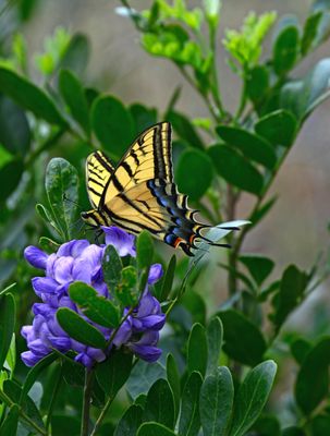 Texas Mountain Laurel
