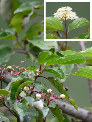 Rough Leaf Dogwood