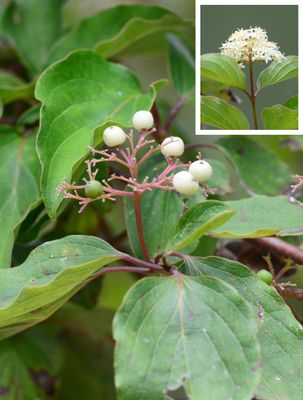 Rough Leaf Dogwood