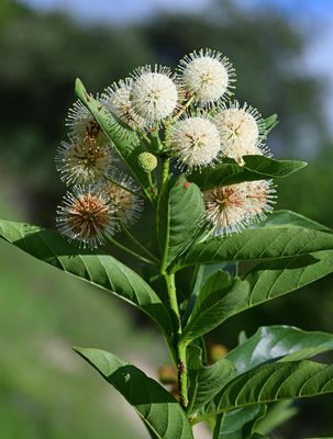 Button Bush
