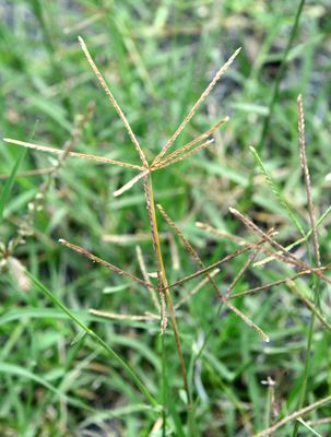 Bermuda Grass