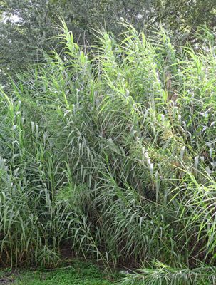 Giant Reed