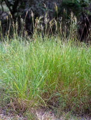 King Ranch Bluestem