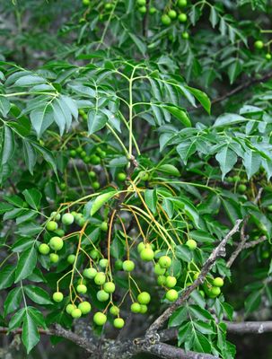 Chinaberry