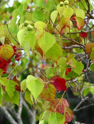 Chinese Tallow