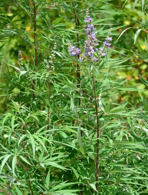 Vitex