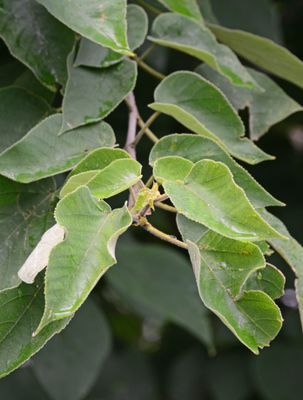 Paper Mulberry