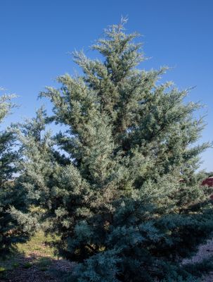 Arizona Cypress