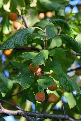 Mexican Plum