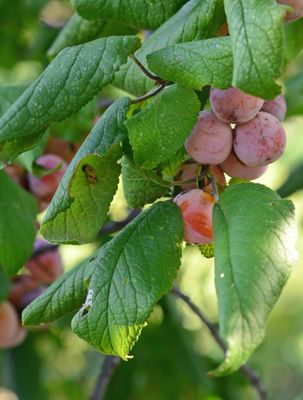 Mexican Plum