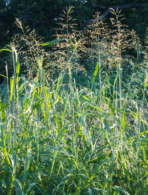 Johnson Grass