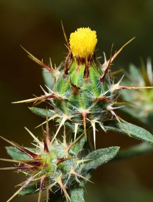 Maltese Star Thistle