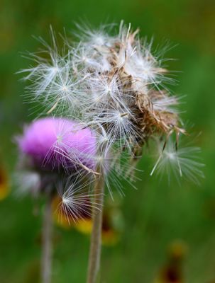 Musk Thistle